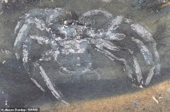 距今 3.1 亿年，考古学家发现最古老的蜘蛛